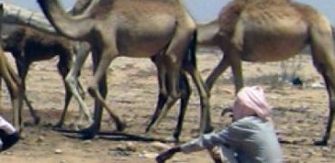 camels-image_400x200